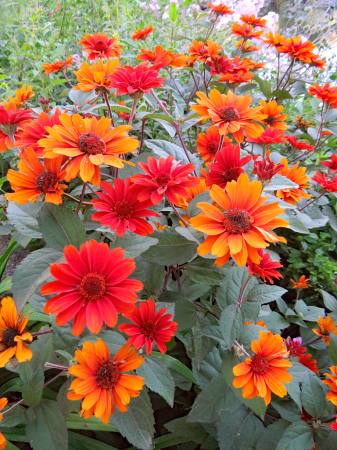 Red And Orange Wildflowers