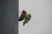 Emerging Cicada