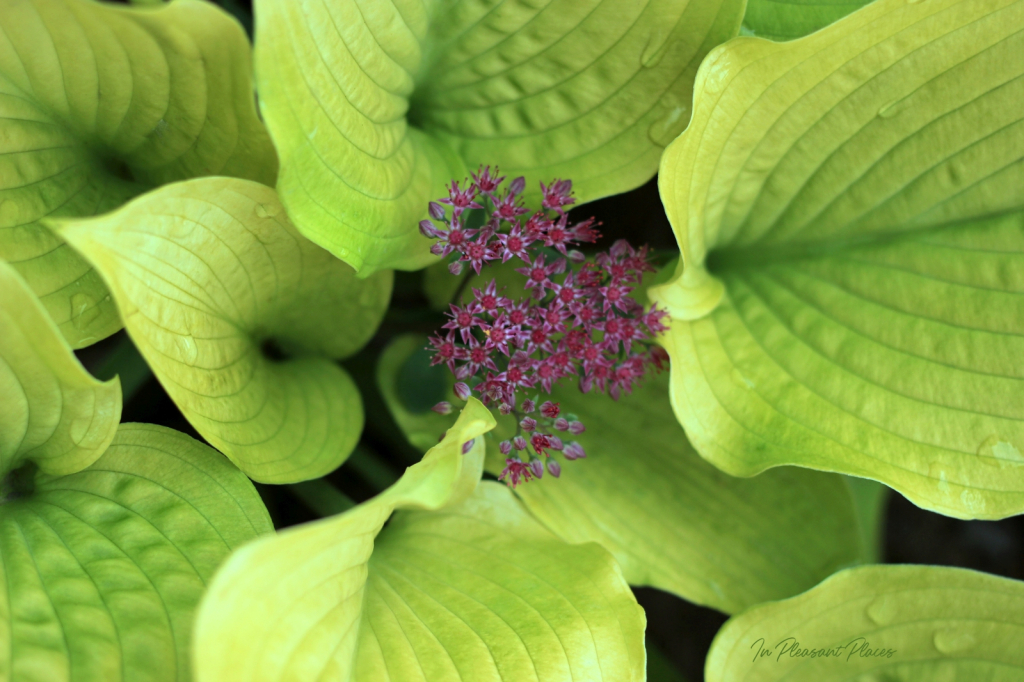 Inflorescence