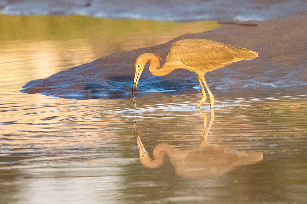 Tricolored Heron in the Morning Light