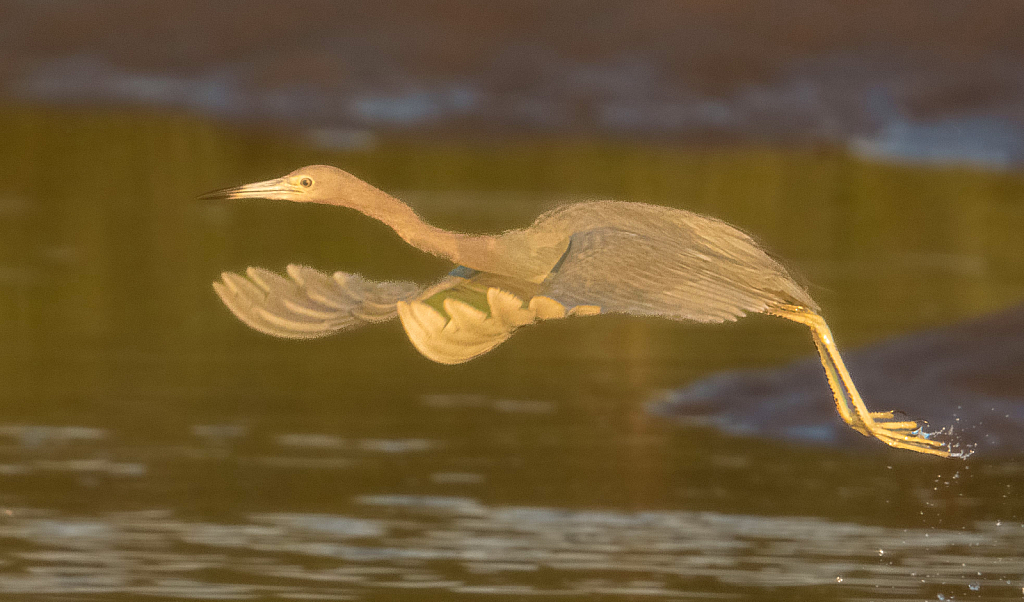 Tricolored Heron in Flight