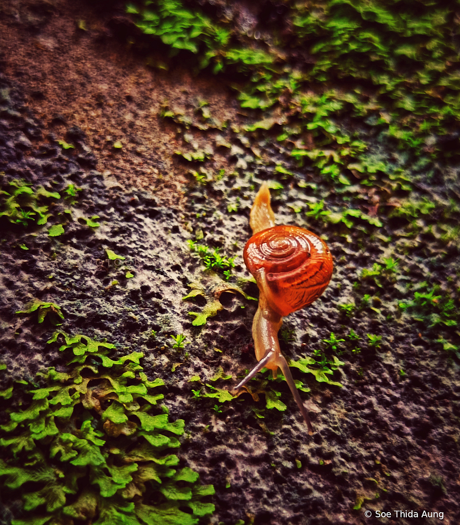 little  Snail 