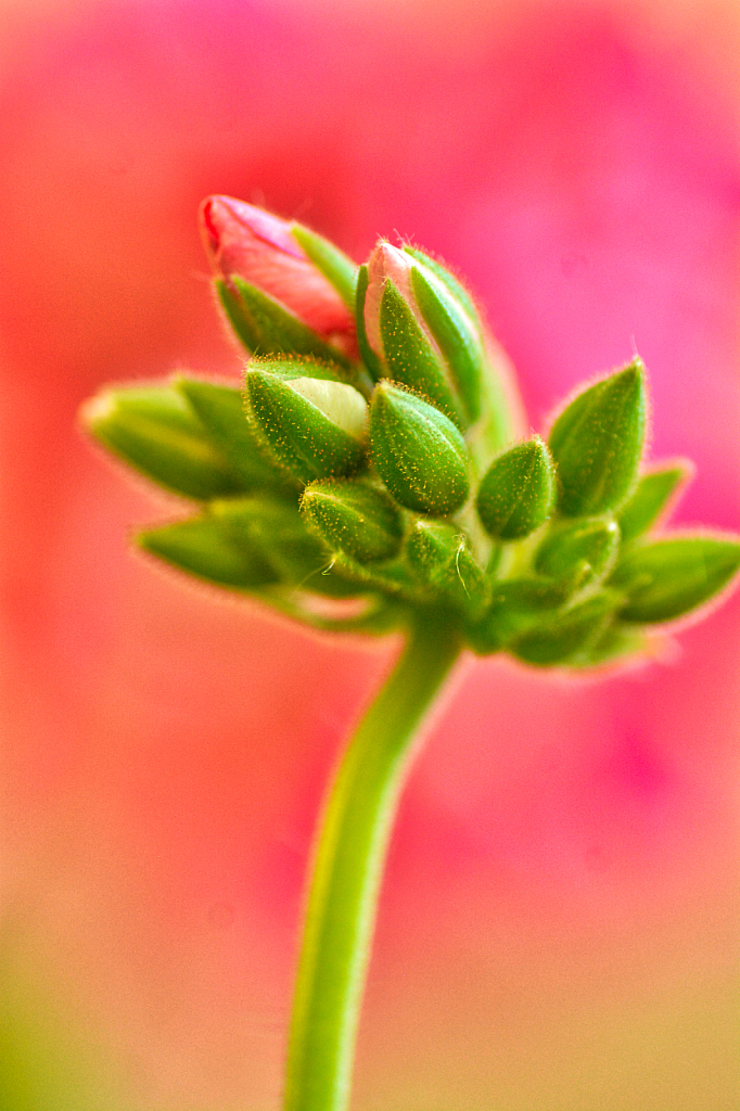 Dancing in the Garden