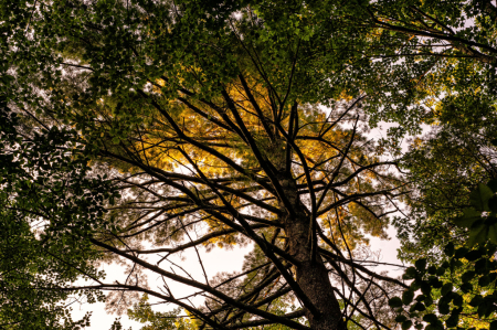 Tall Pine Catches Evening Gold