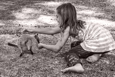 Close Wallaby Encounter