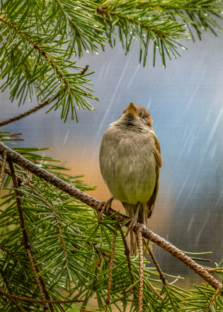 Singing In The Rain