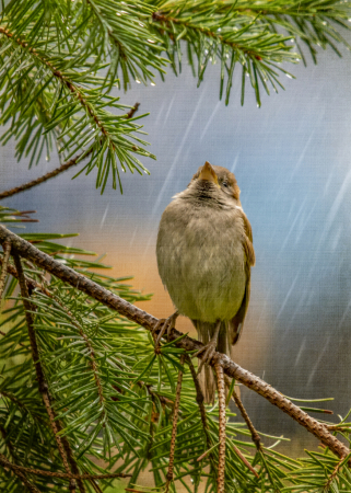 Singing In The Rain