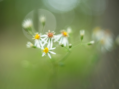 Flower Dance