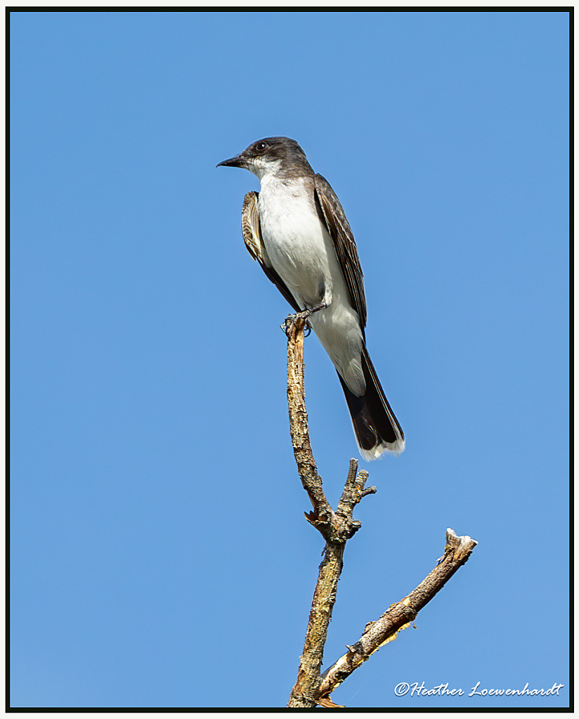 Kingbird