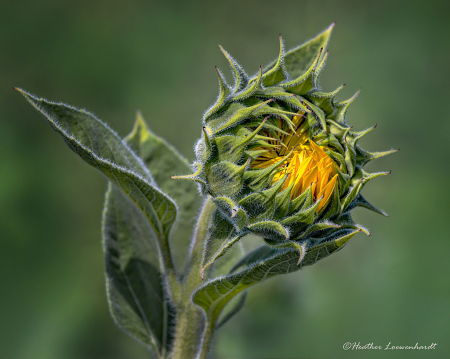 Emerging Sunflower 