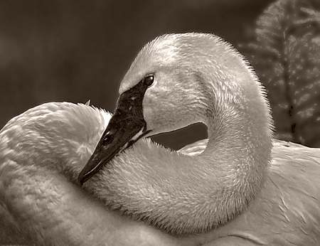 Swan In Repose