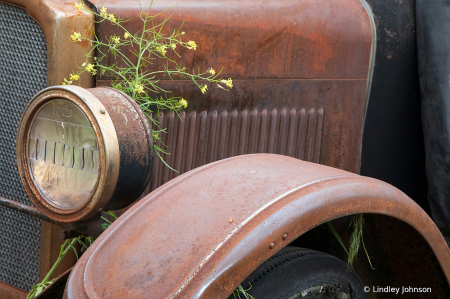 Wildflower in the Rust