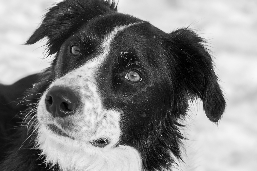 A Black and White Border Collie 