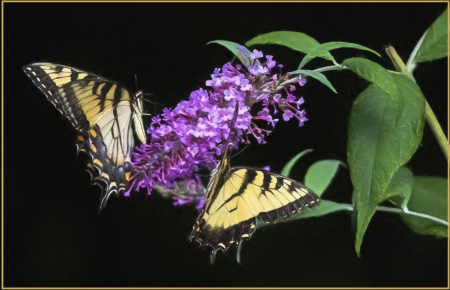 Two swallowtails