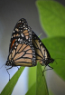 Mating Viceroys