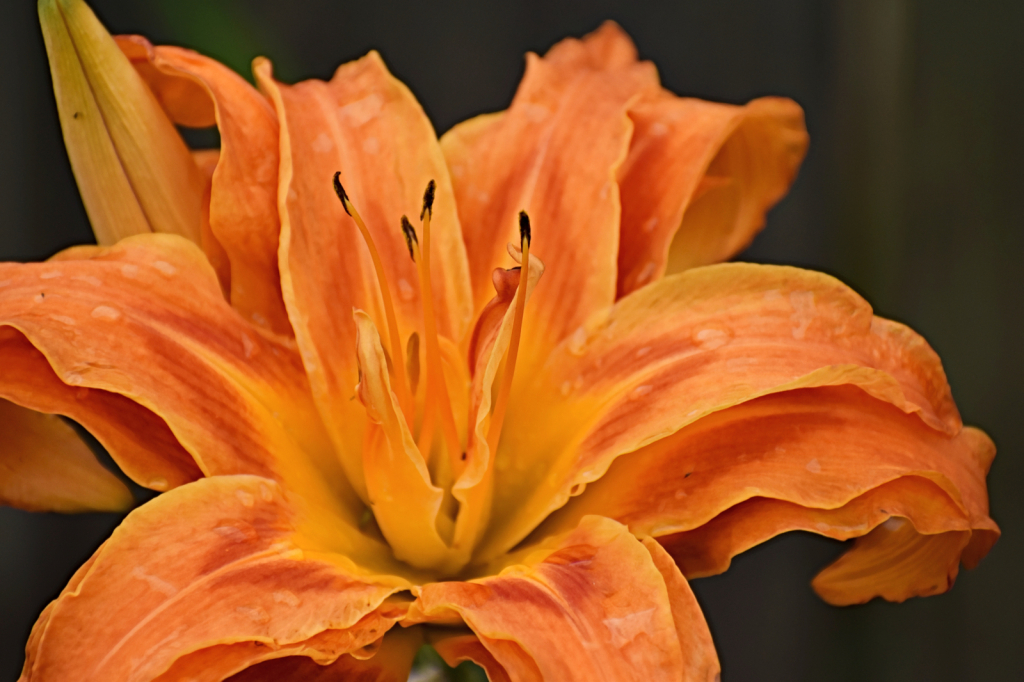 Tigerlily (with three layers of petal)