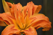 Tigerlily (with t...