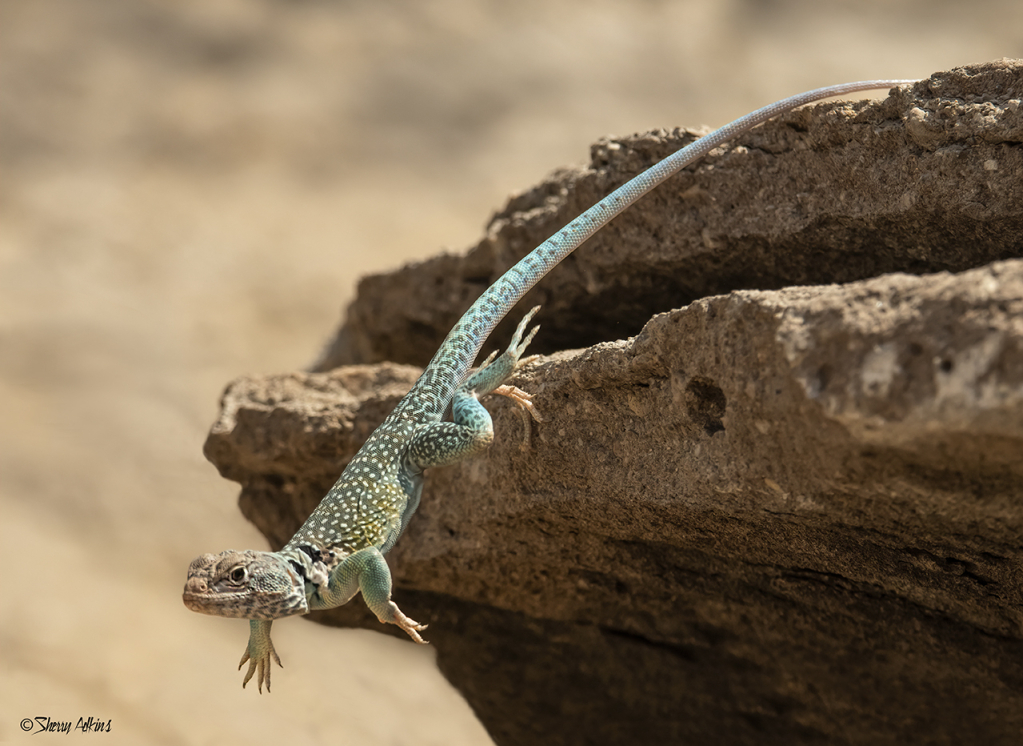 Leaping Lizard - ID: 16020507 © Sherry Karr Adkins