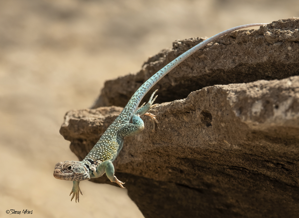 Leaping Lizard