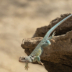 2Leaping Lizard - ID: 16020507 © Sherry Karr Adkins