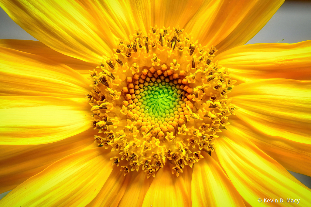 A Sunflower - Up Close and Stacked - ID: 16020513 © Kevin B. Macy