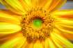 A Sunflower - Up ...