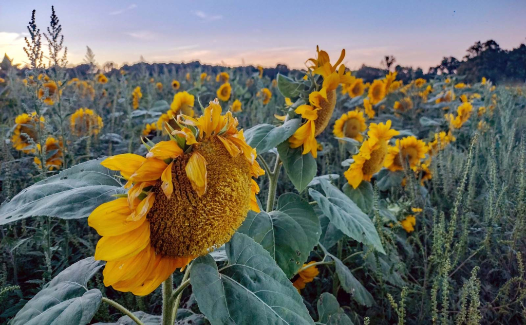 Sunshine Sentinals