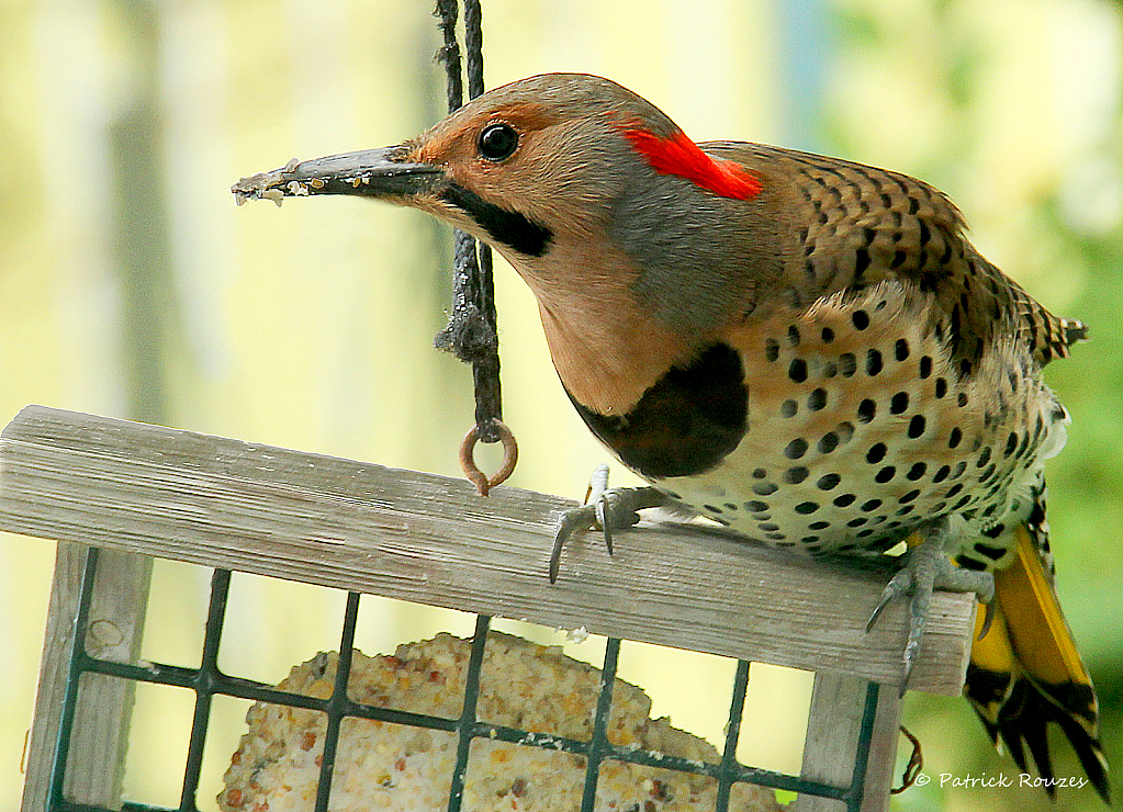 Northern Flicker