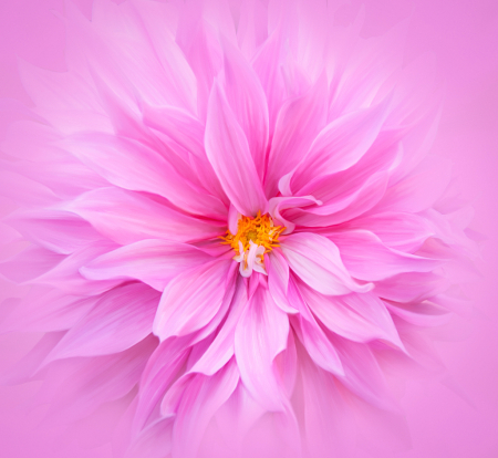 Painted Pink Dahlia