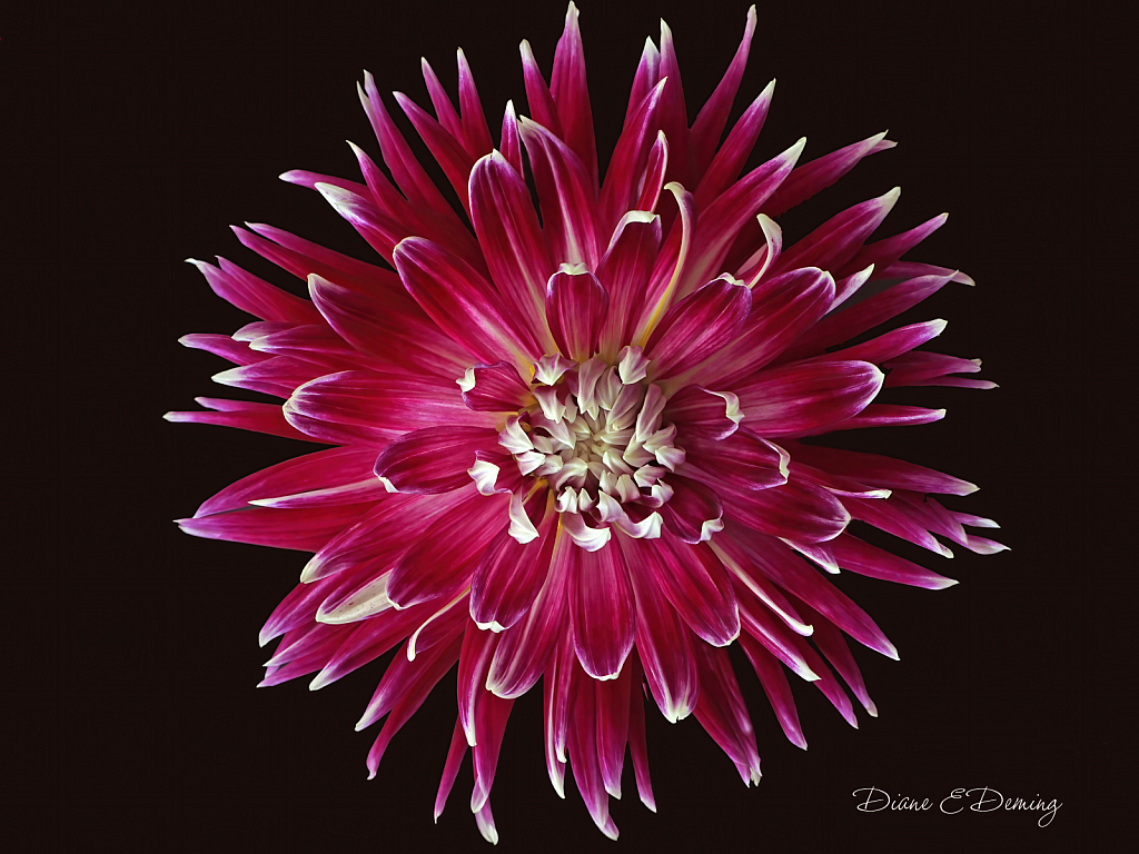 A Favorite Dahlia