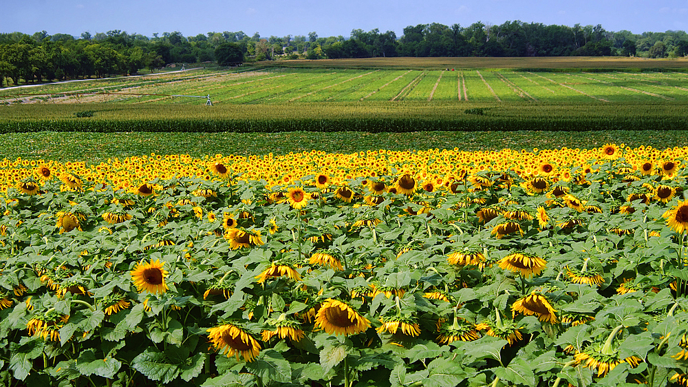 Field of Sunshine