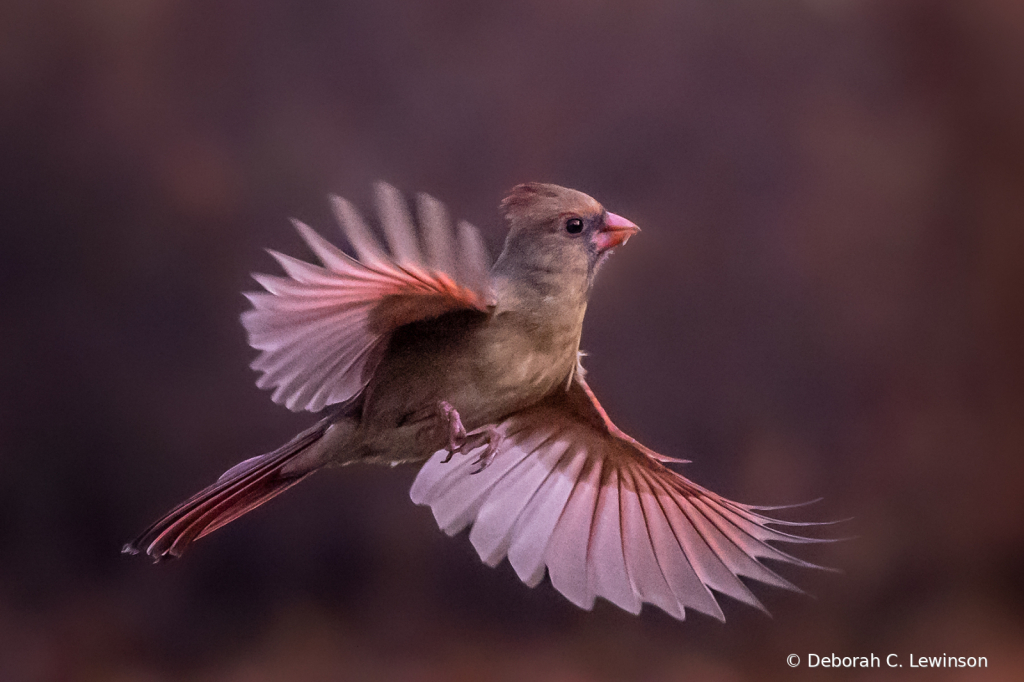 Young Robin in Flight