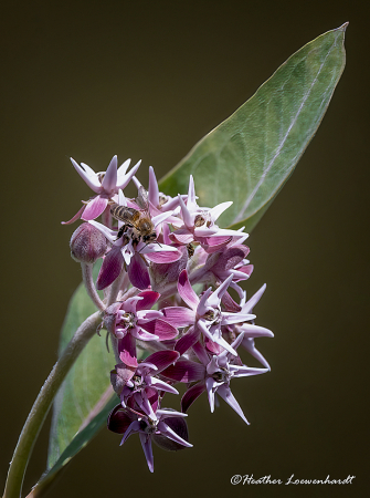 The Milkweed and the Bee