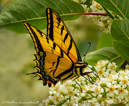 Tiger Swallowtail