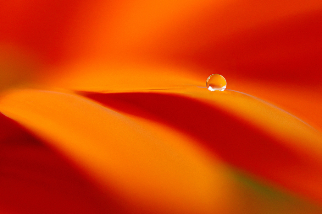 Waterdrop on Petal