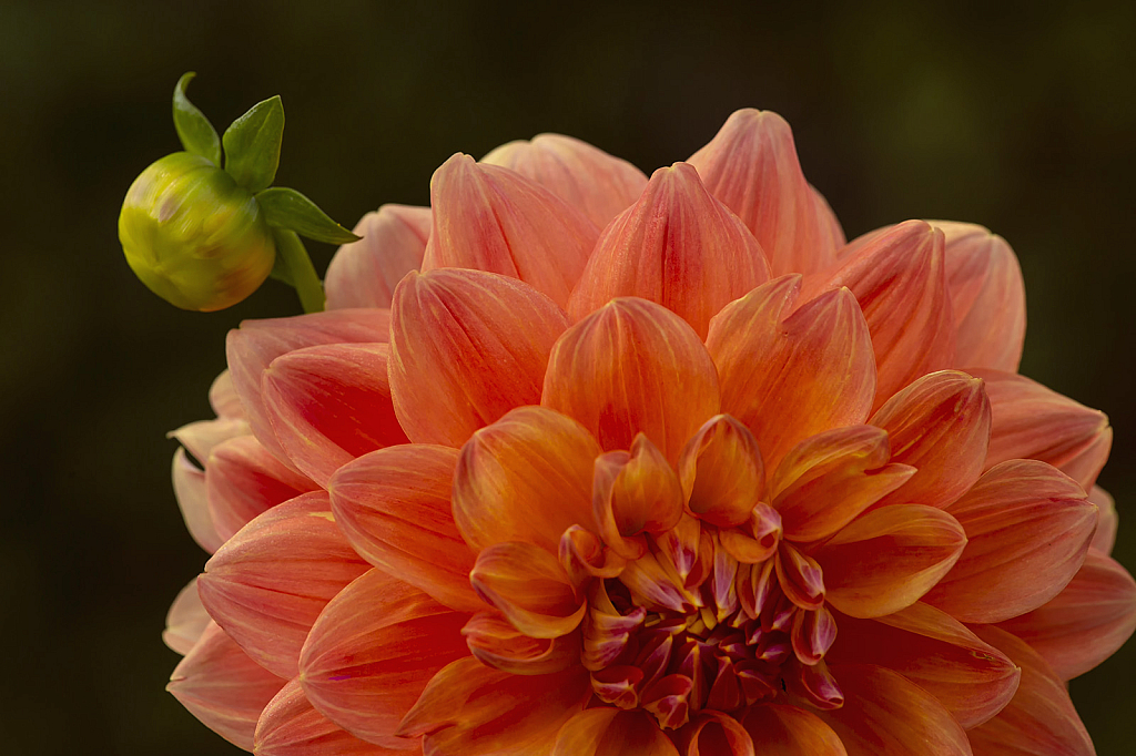 Peach Dahlia