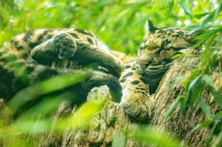 Clouded Leopard Snoozing