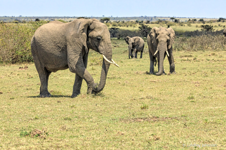 Elephants on the Masai Mara in Kenya