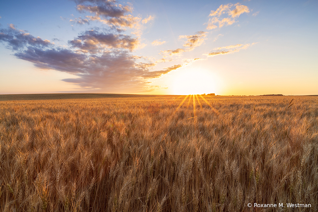 Golden North Dakota wheat field in the sunset - ID: 16020936 © Roxanne M. Westman