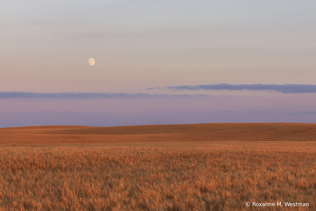 Full moon over wheat field in rolling hills - ID: 16020937 © Roxanne M. Westman