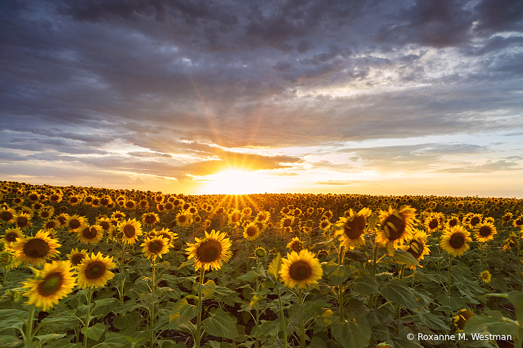 In the sunflower field at sunset - ID: 16020938 © Roxanne M. Westman