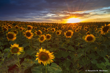 Waiting in the sunflowers for sunset