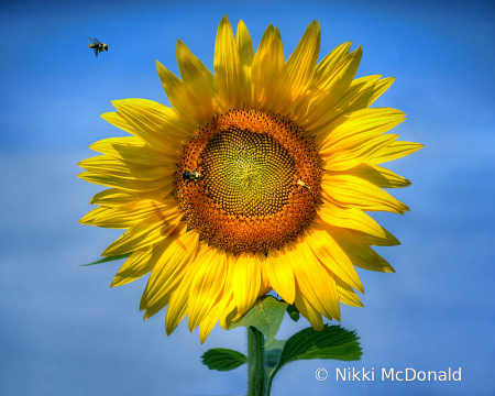 Sunflower and Pollinators