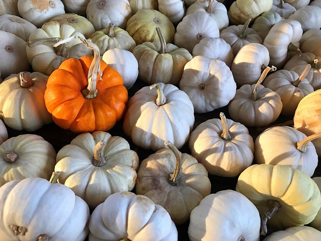 Pumpkins in Season