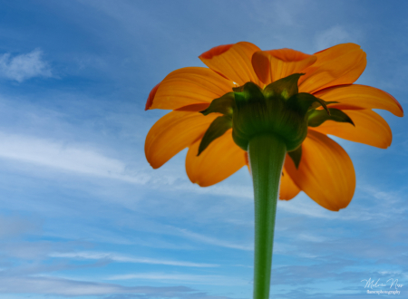 Sunflower shade