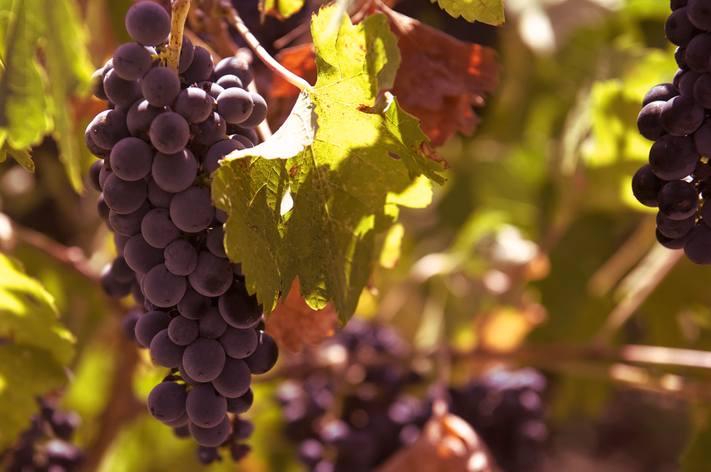 Grapes on the Vine - ID: 16021069 © Kelley J. Heffelfinger