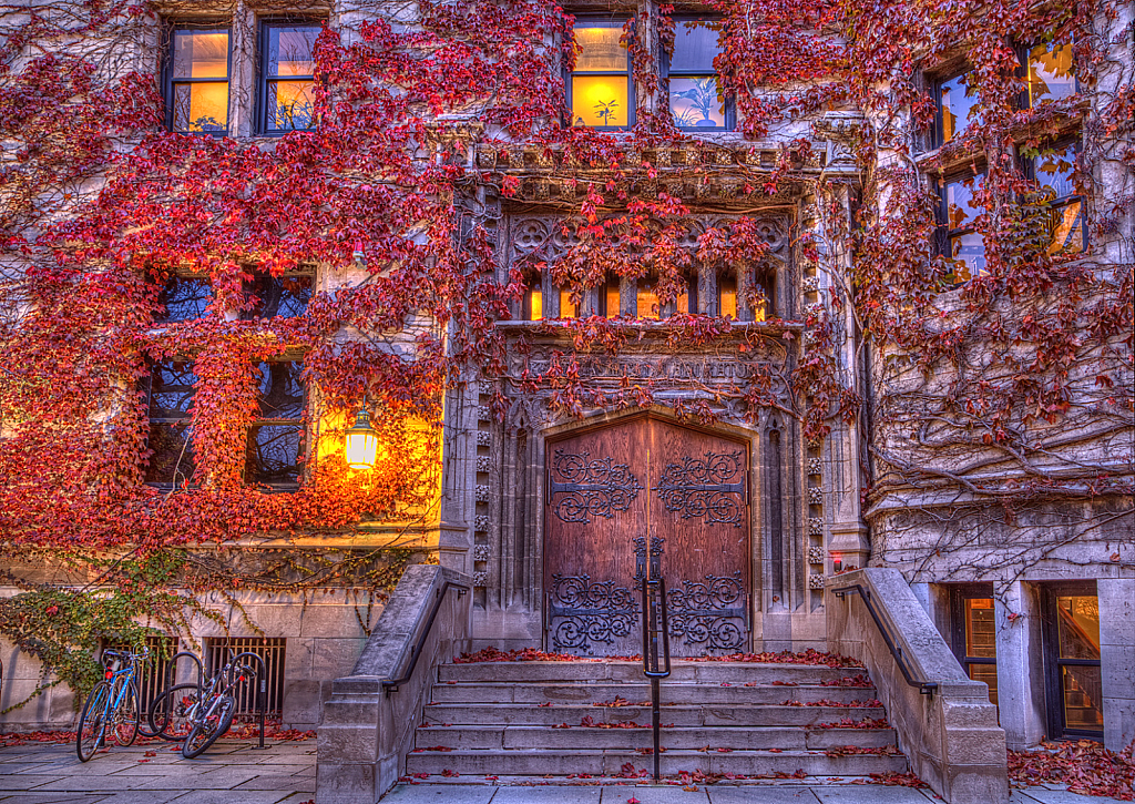 Ivy Covered Walls