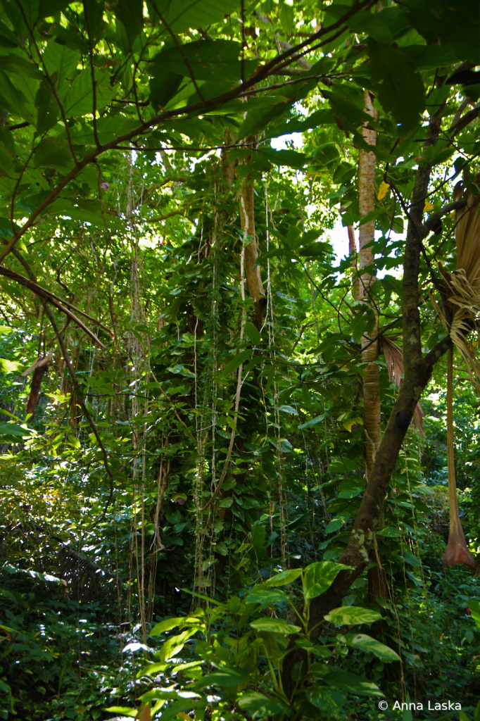 Caribbean jungle - ID: 16021131 © Anna Laska