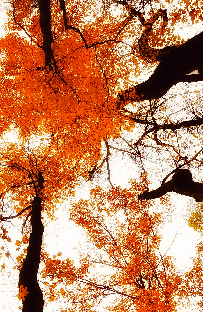 Maple Kaleidoscope 