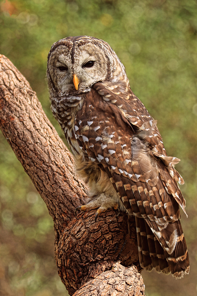 Barred Owl